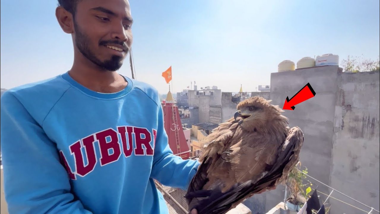 RELEASE EAGLE 🦅 