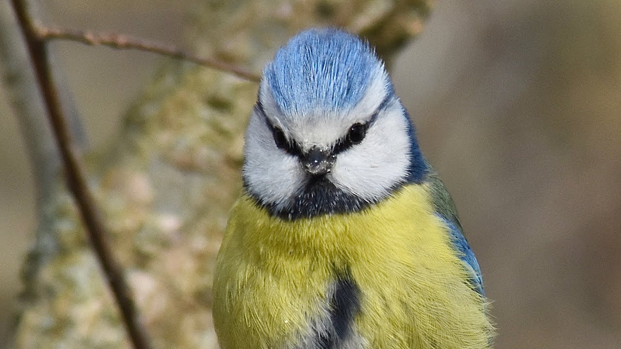 Rheinauen   Naturparadies in der Rheinebene Teil  5