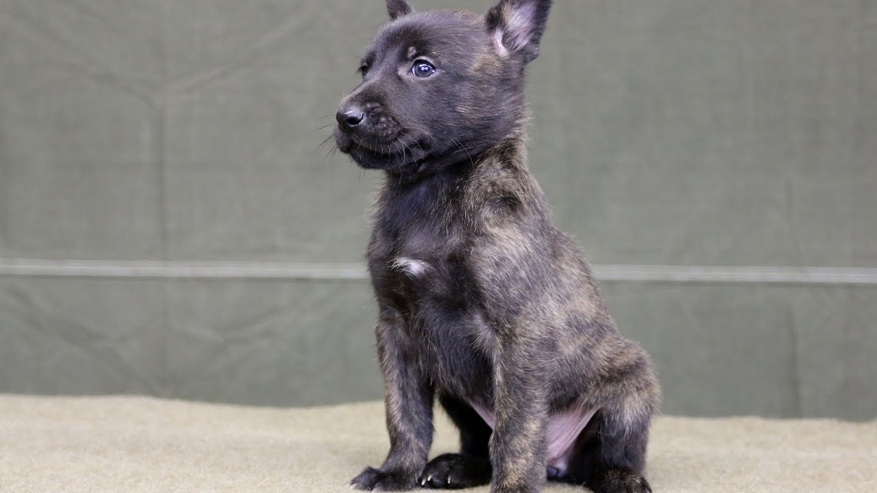 Critical Stages in Puppy Development - Imprinting (4 - 16 weeks)