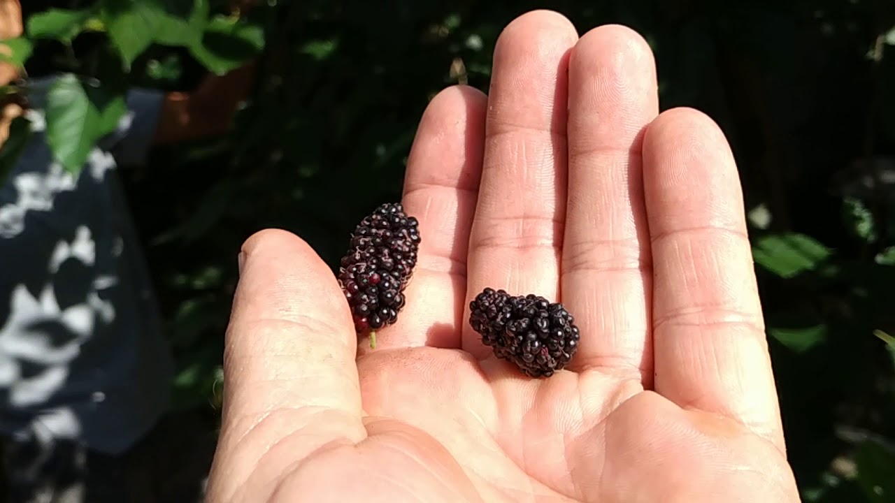 Eating tropical mulberry fruit (Morus alba) in Java