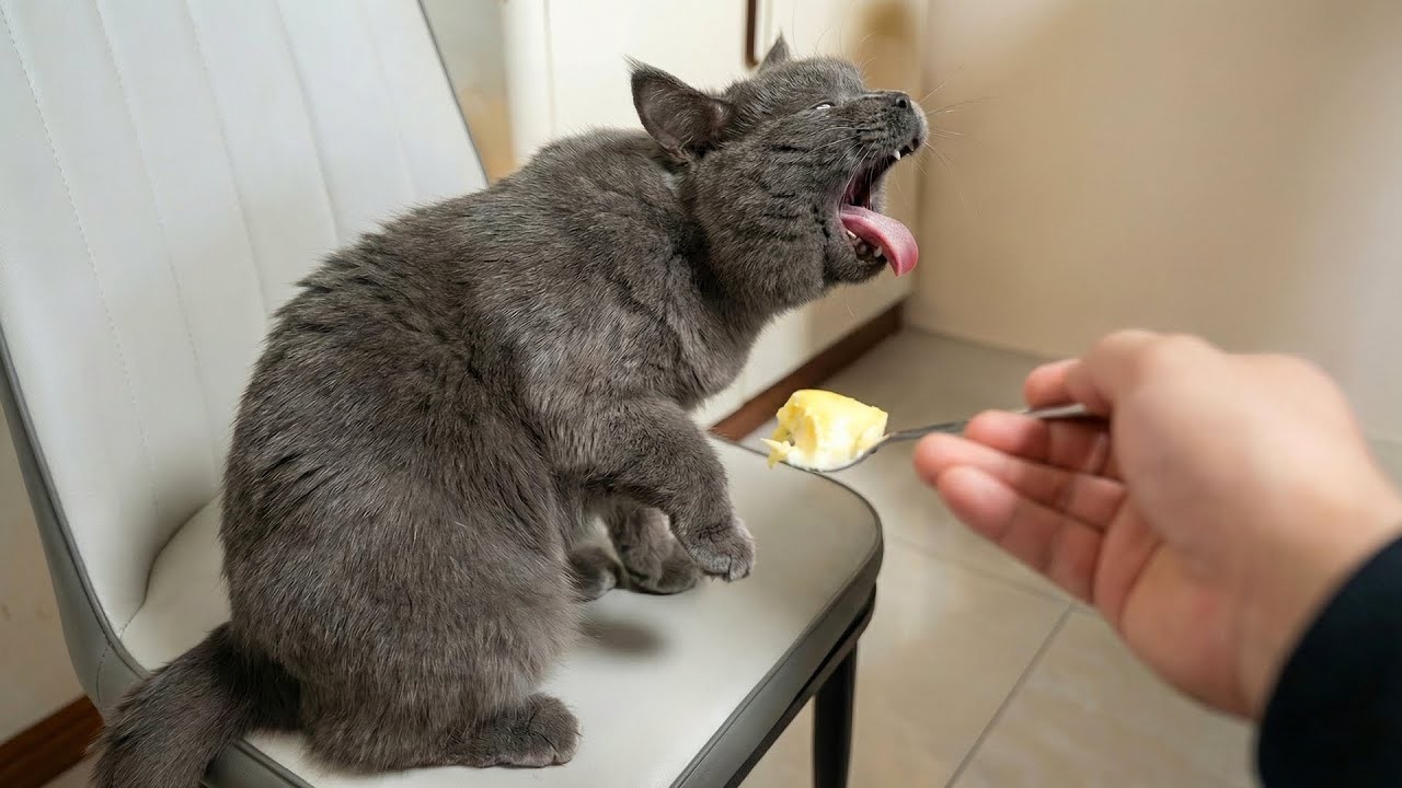 Funny Cat Videos 😂 A Collection Of Hilarious Cats That Will Make You Laugh Out Loud And Find Peace 🐶