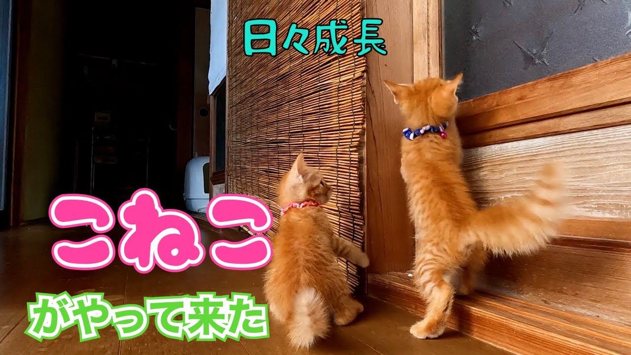 子猫がやって来た‼️😊　　「日々成長」