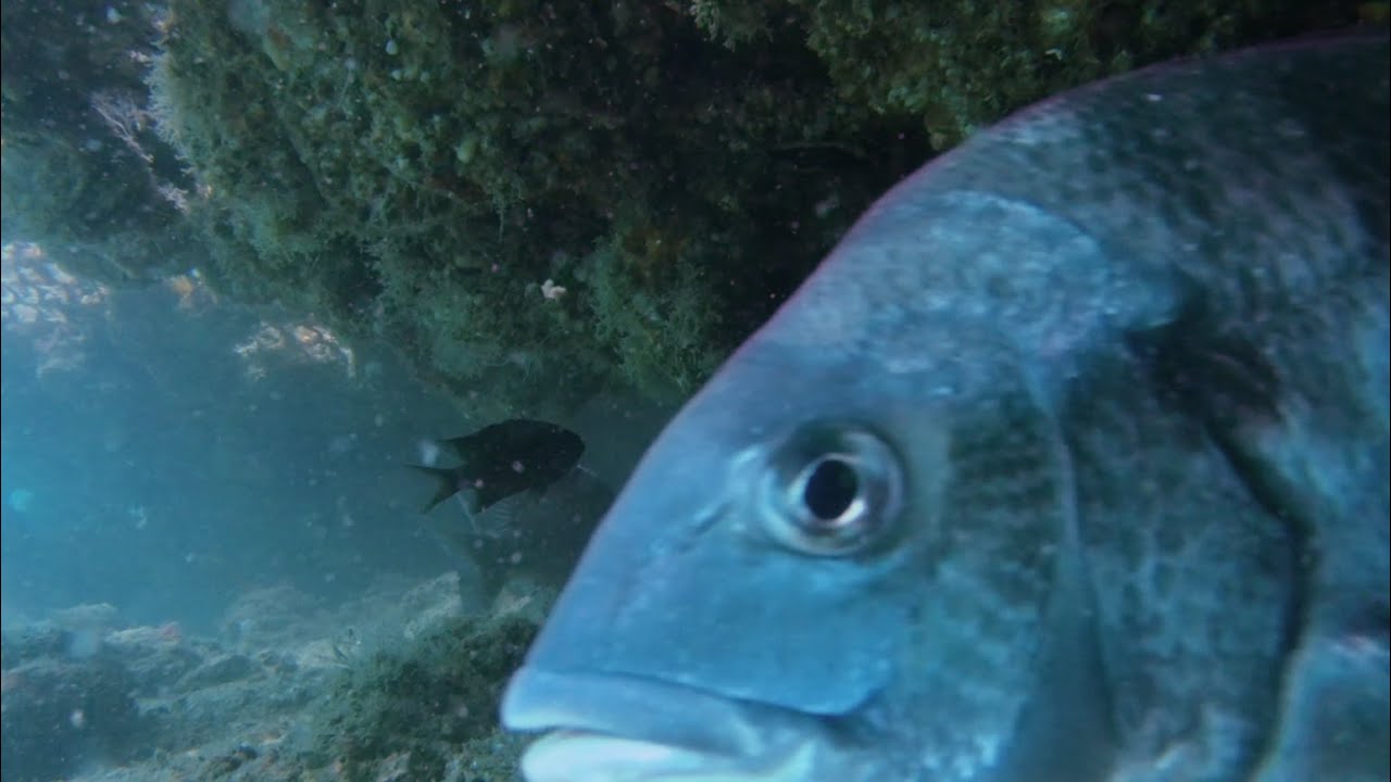 15 minutes of fame for seabream - 黒鯛の15 分間の名声