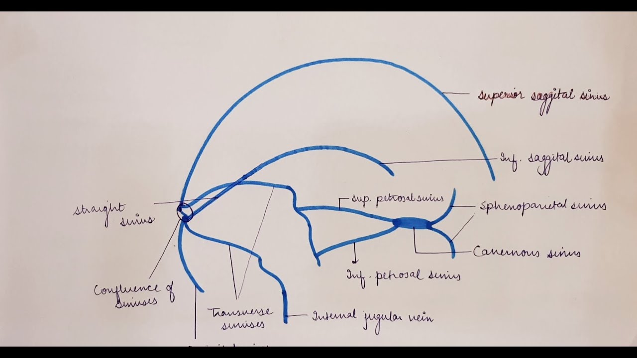 #medicose #anatomyfirstyear | DURAL VENOUS SINUSES | | HEAD AND NECK ANATOMY |