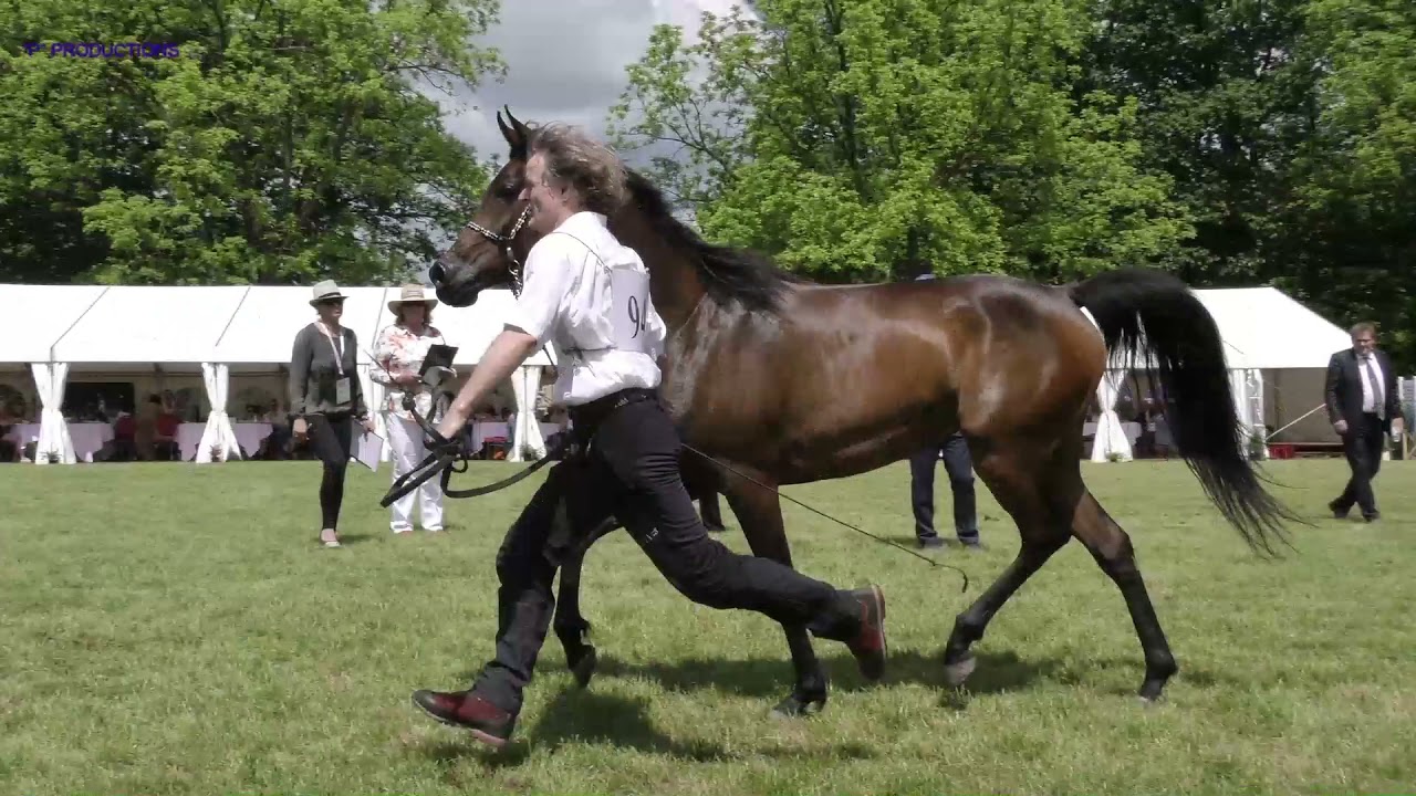 ESPIA, 2016 klacz arabska (arabian mare), 2019 BIAŁKA Show