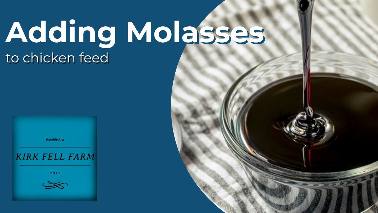 Will Adding Molasses Affect Egg Production? Let’s Find Out.