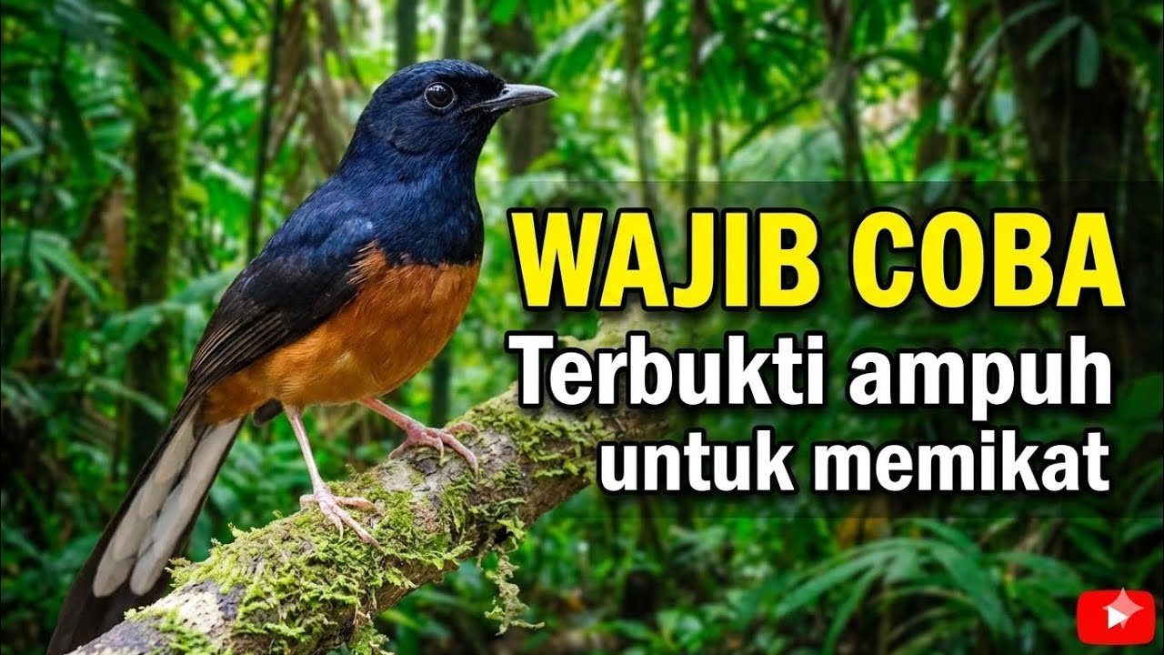 Suara Wajib Dicoba Untuk memikat Dijamin Ampuh‼️ #PikatburungMurai#muraibatuemositinggi #muraibatu 