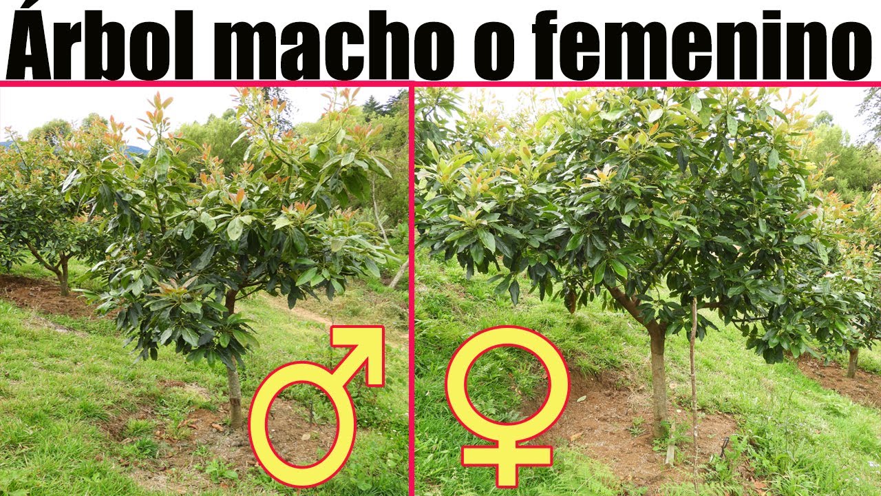 Como saber si un &aacute;rbol de AGUACATE o PALTA es MACHO o HEMBRA -&Aacute;rbol macho o femenino