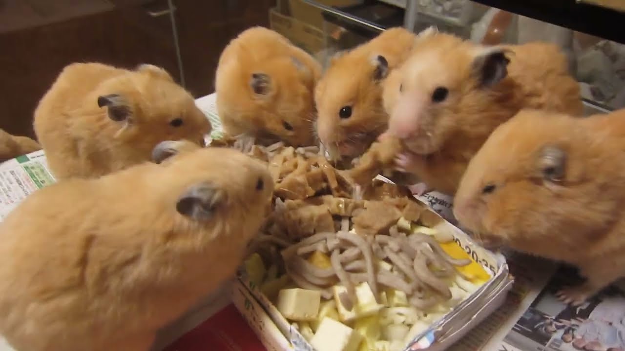 各部屋順番にメシあげ