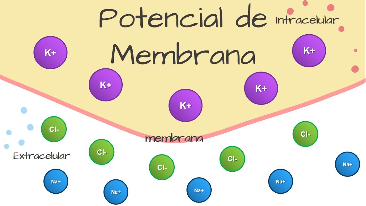 Bioelectricidad