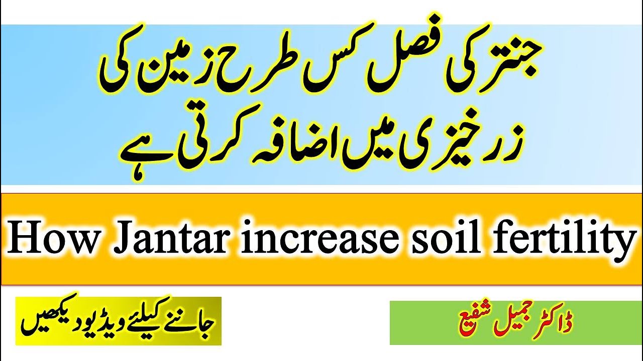 How Jantar crop increase soil fertility | green manuring | nitrogen fixing bacteria | Dr. Jamil