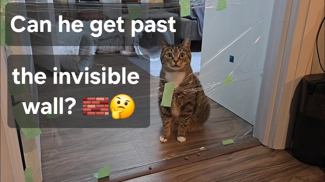 Cat vs. Invisible Wall
