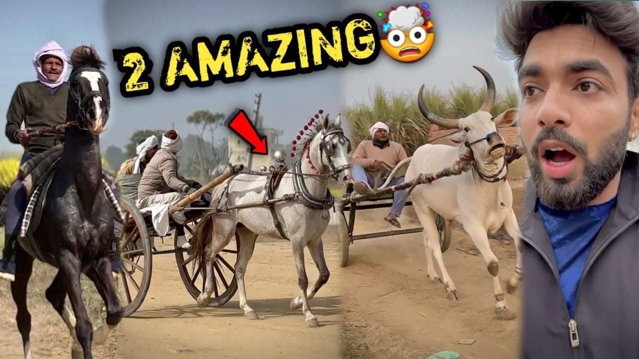 Itna गुस्सैल Bail 🐂 Or Shandaar Ghodi Aagyi 😨Kya Ye Singham Se Behetar Hai😤Challenge Kr Rahe Hai🔥
