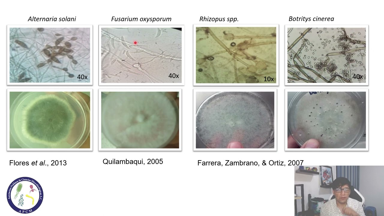 Metodologías para evaluar el antagonismo bacteriano sobre hongos fitopatógenos
