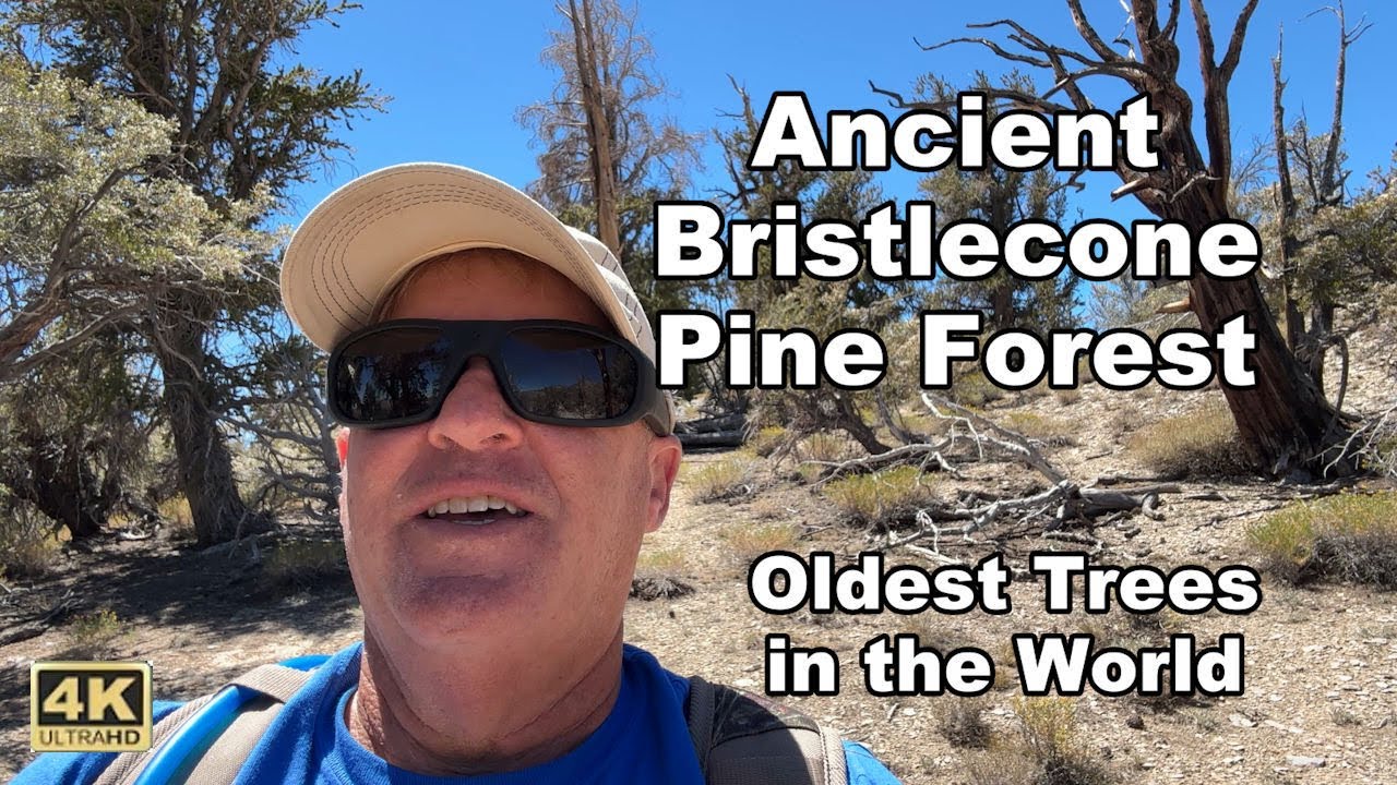 Ancient Bristlecone Pine Forest