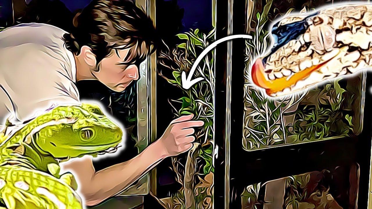I keep RARE Geckos - A Close Encounter with these Protected Reptiles