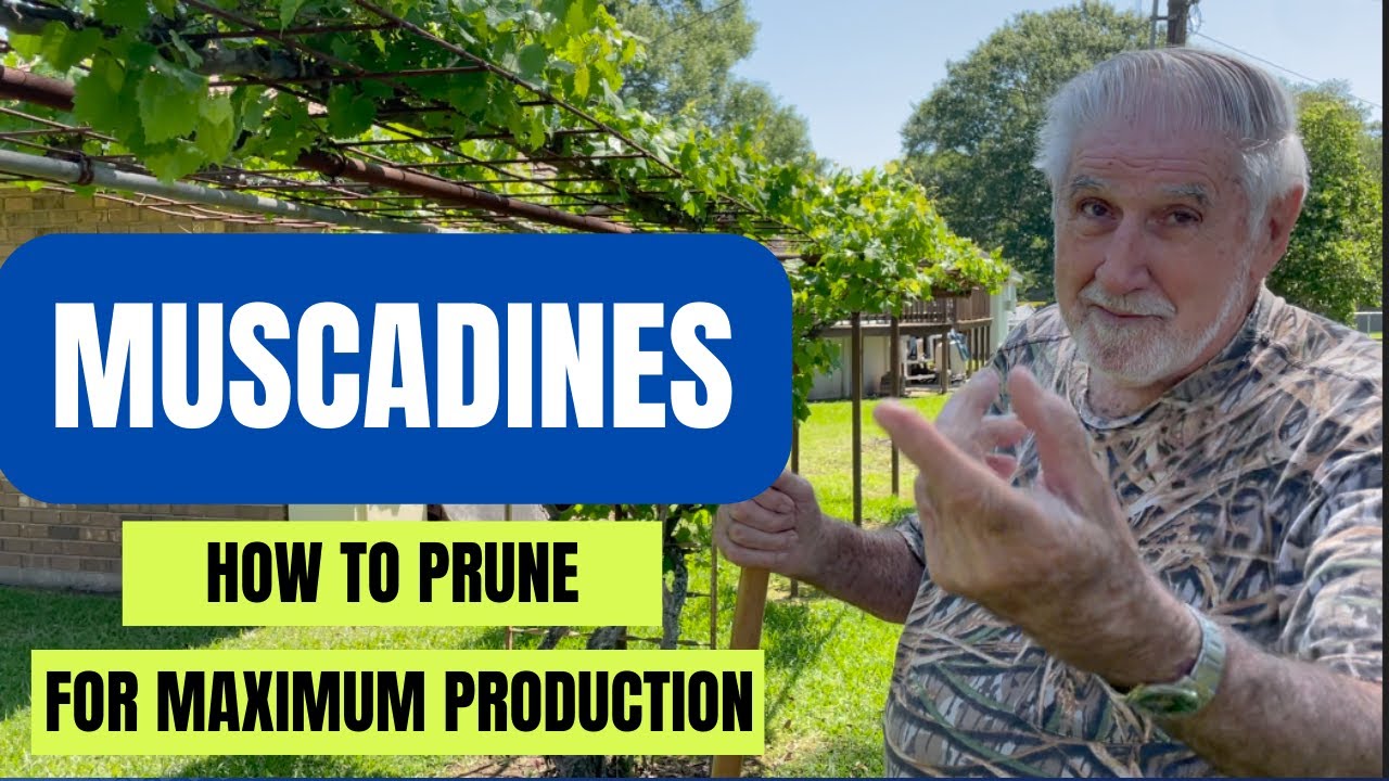 How to Prune Muscadines for MAXIMUM PRODUCTION