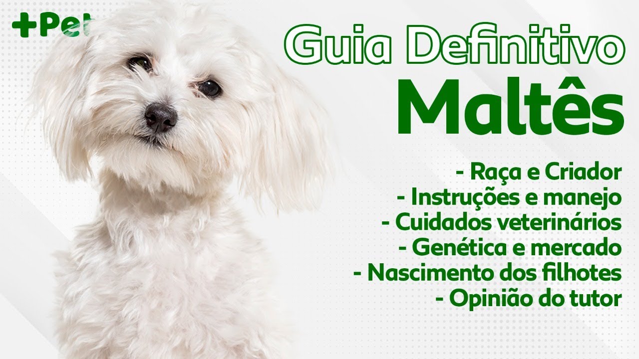 GUIA DE RAÇAS COMPLETO SOBRE O MALTÊS! | CANAL MAIS PET