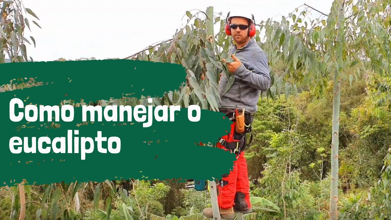 A poda dinamiza o sistema