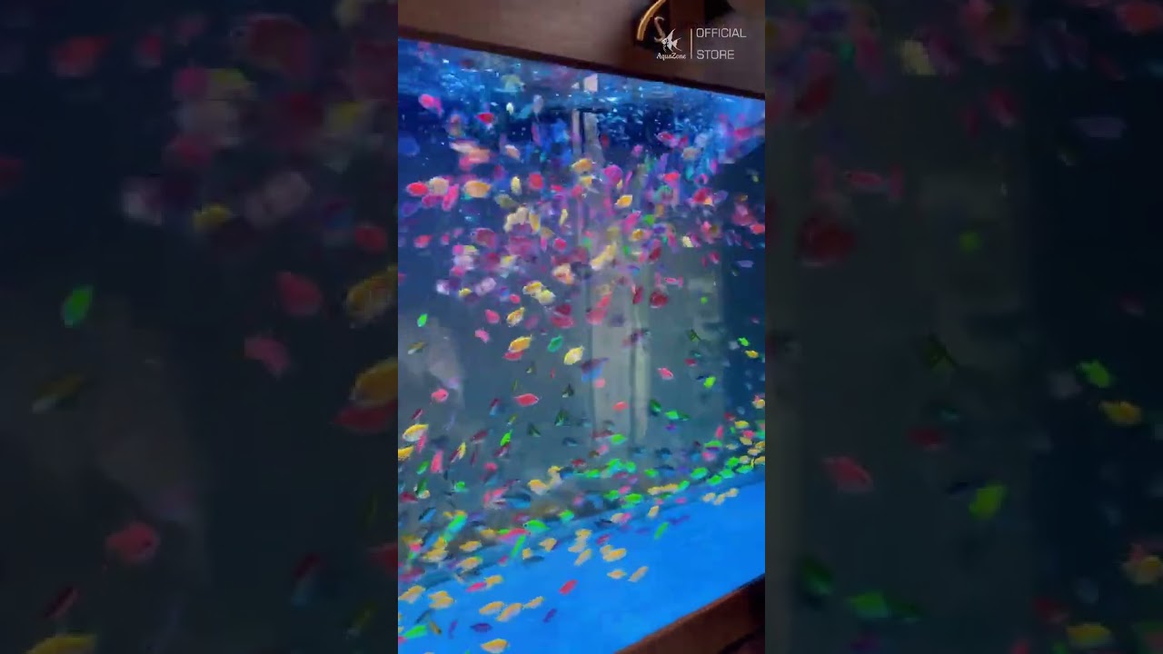 Bể C&aacute; C&aacute;nh Buồm Nhiều M&agrave;u Đặc Sắc, Đẹp Mắt Cho Người Đam M&ecirc; C&aacute; Cảnh #c&aacute;cảnh #cacanhbuom