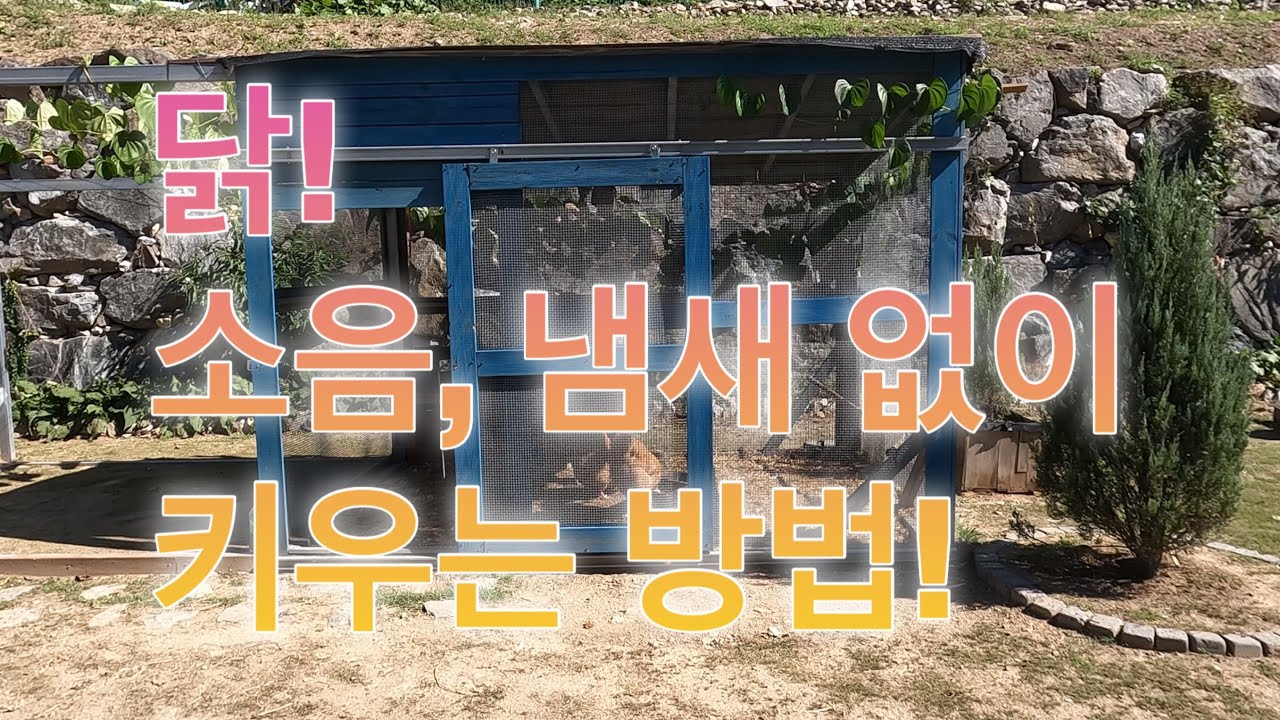 닭 키울 때 꿀팁! 대 방출!! (야생동물 피해 문제, 소음 문제, 냄새 문제 모두 해결!)
