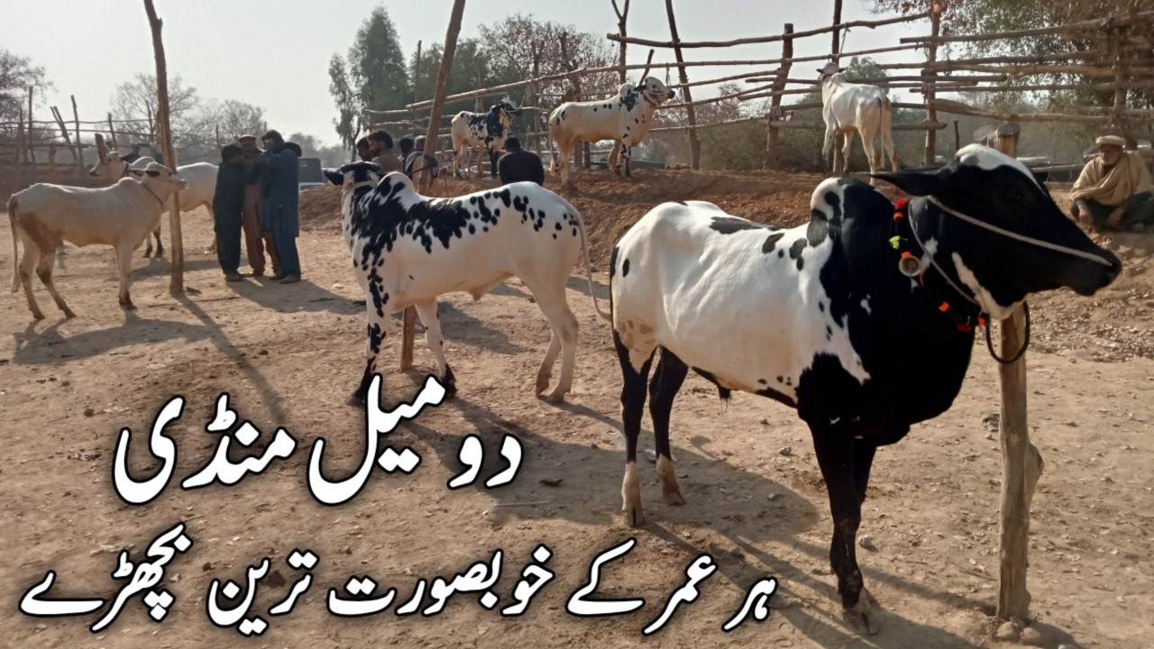 Domail Mandi | ہر عمر کے خوبصورت ترین بچھڑے | DehaTi VeeR