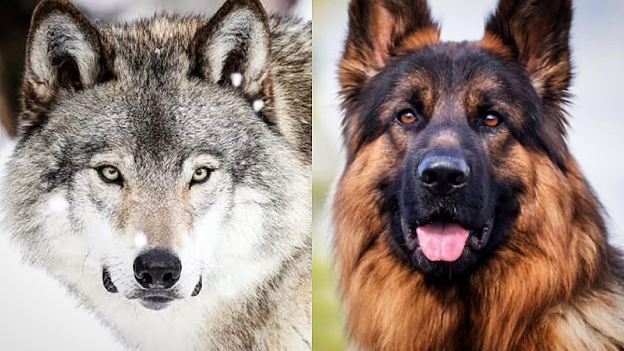 How Did Wolves Become Dogs? | WWTV