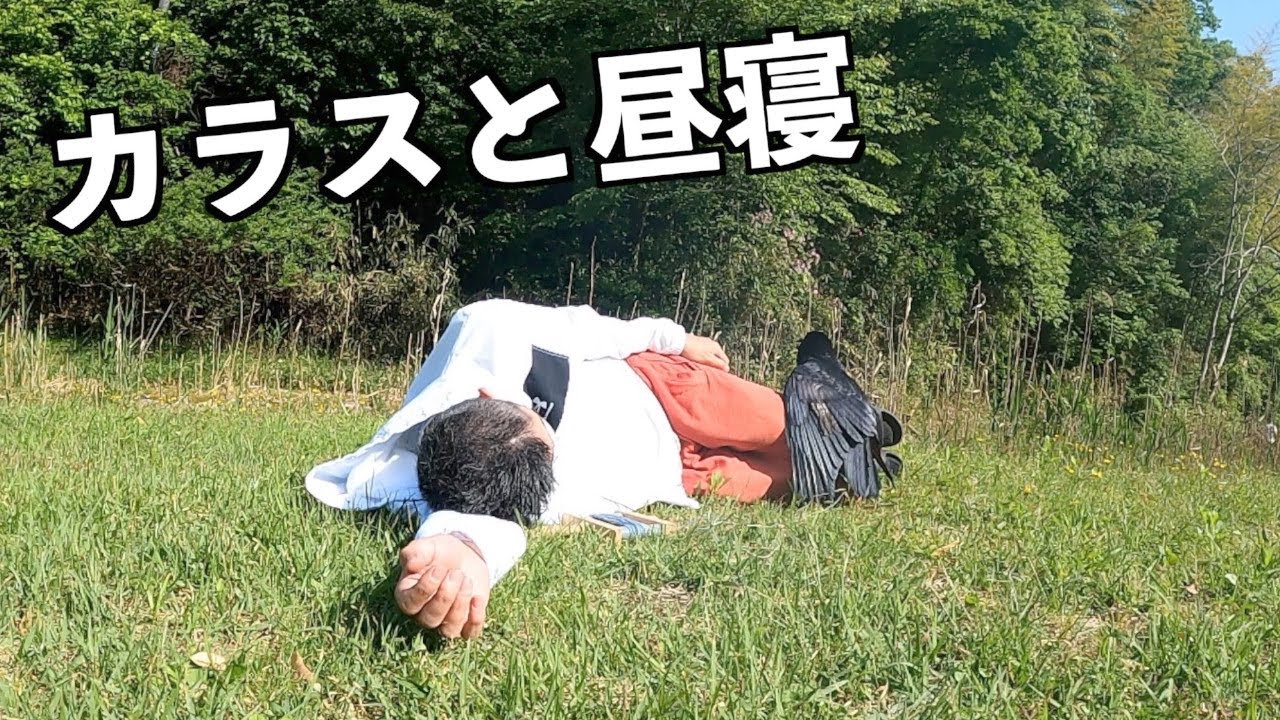 [大満足] 家族のBBQに参加するとカラスはこうなります！