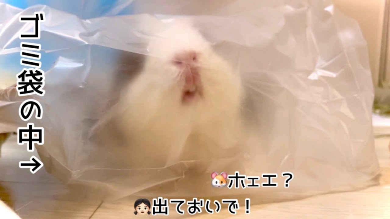 いたずら好きなモルモット　Mischievous guinea pigs
