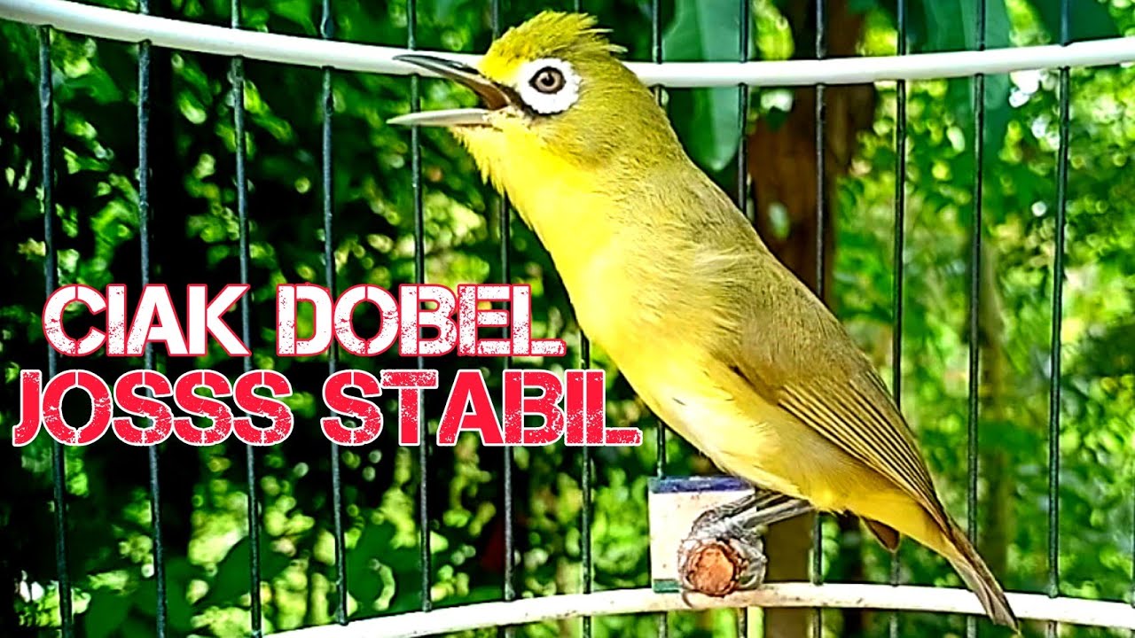 CIAK DOBEL JOS STABIL PANCINGAN KECIAL KUNING PALING TOP || Berkicau Creator