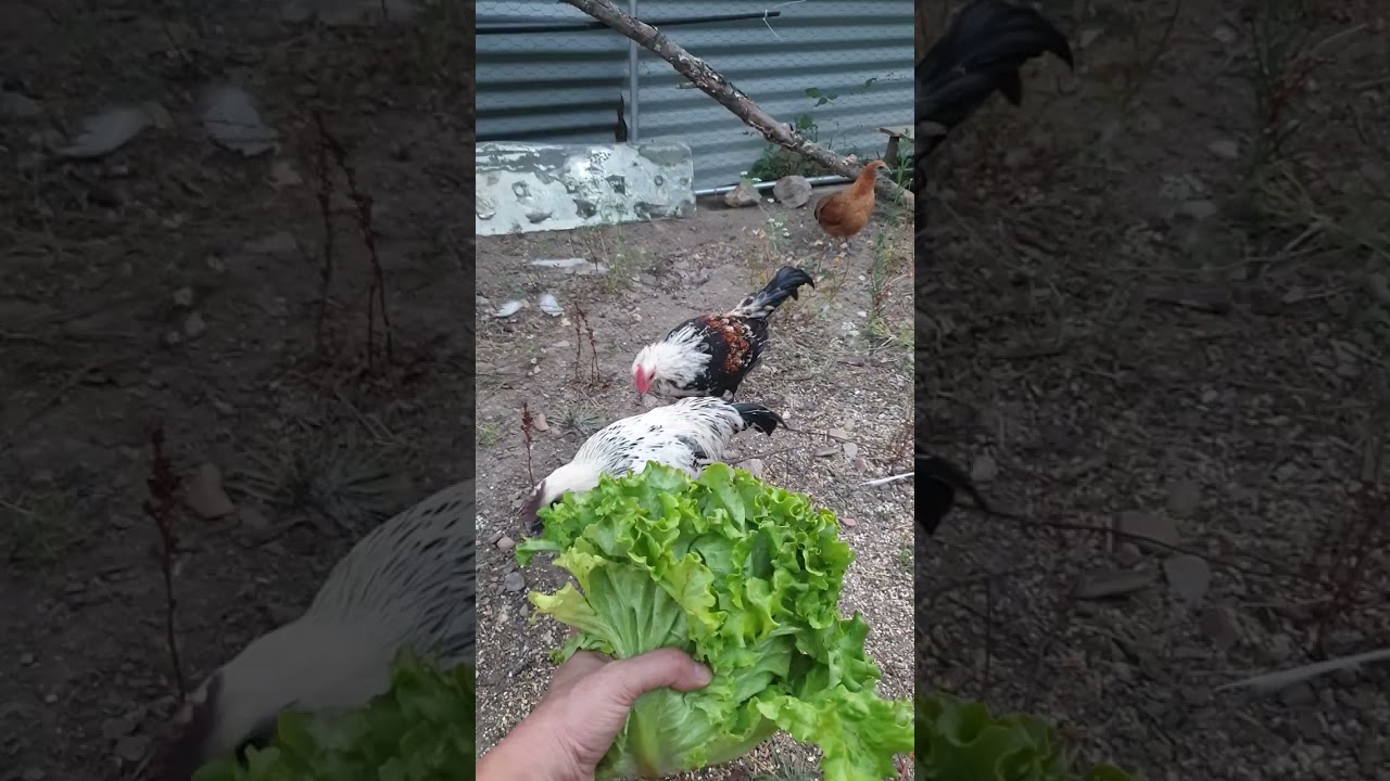 Lettuce time for all the birds before bedtime   🐓🦆🐔