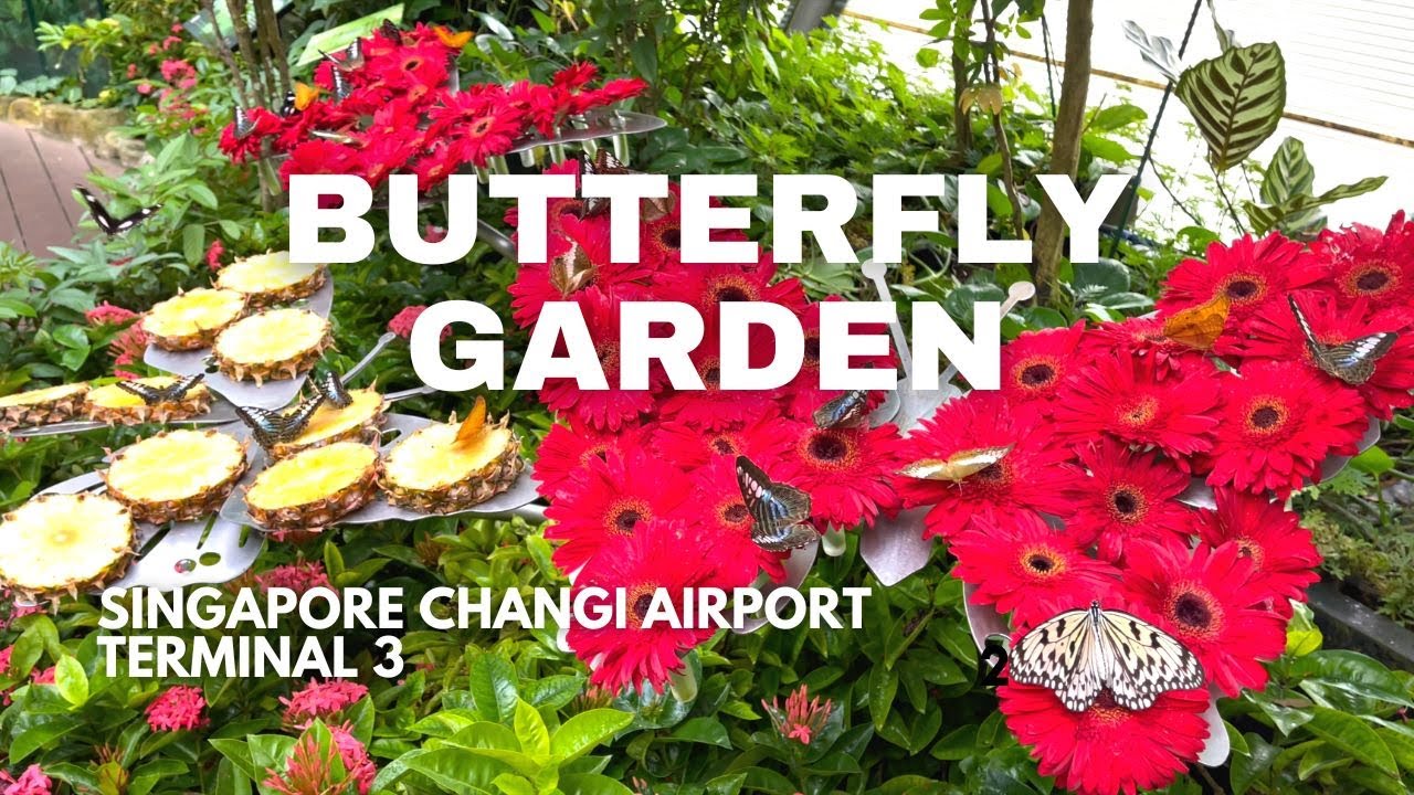BUTTERFLY GARDEN Tour- Changi Airport Terminal 3 Singapore