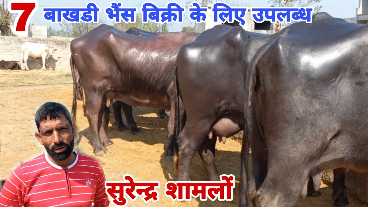 7 बाखडी भैंस बिक्री के लिए उपलब्ध, सुरेन्द्र शामलों डेयरी फार्म 