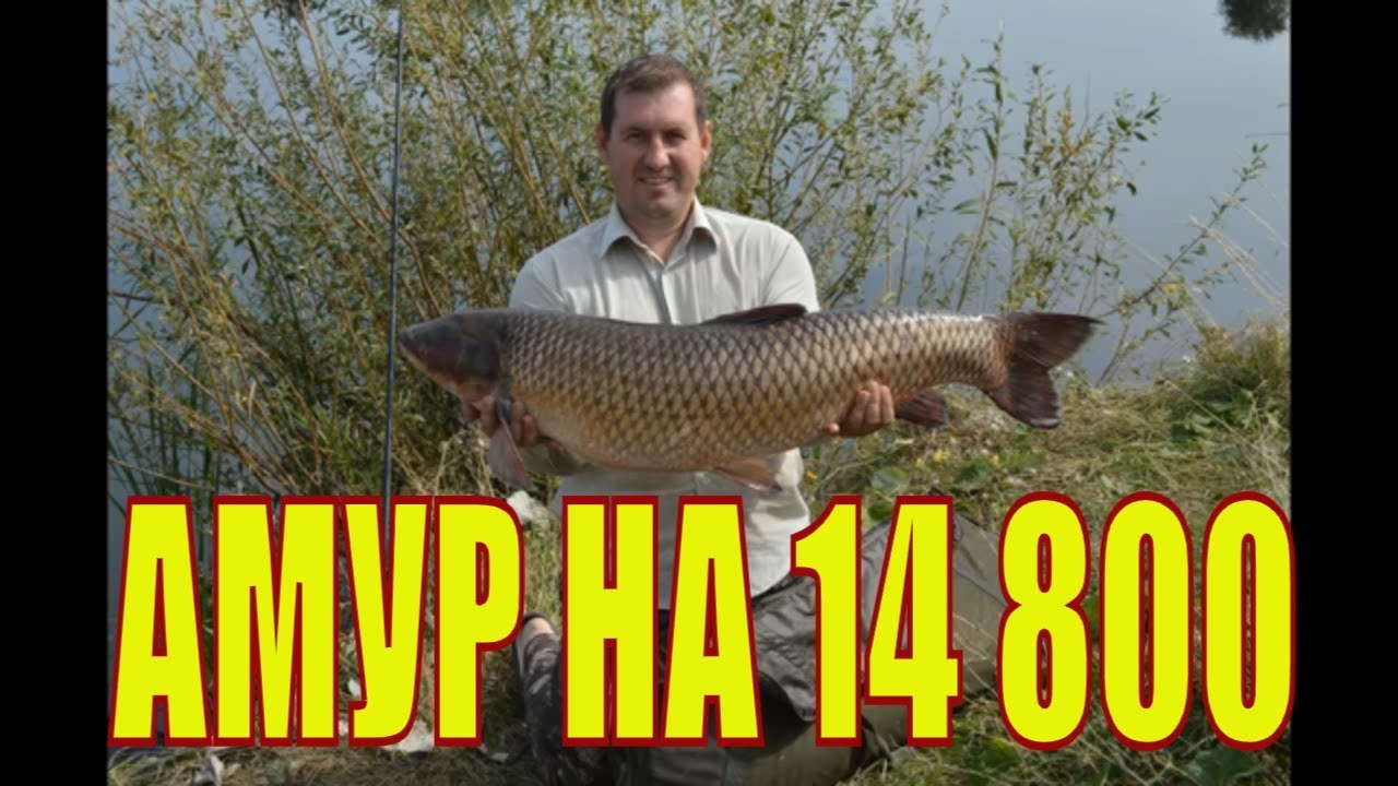 Ловля карпа в сентябре / Ловля амура на 14,800 кг.