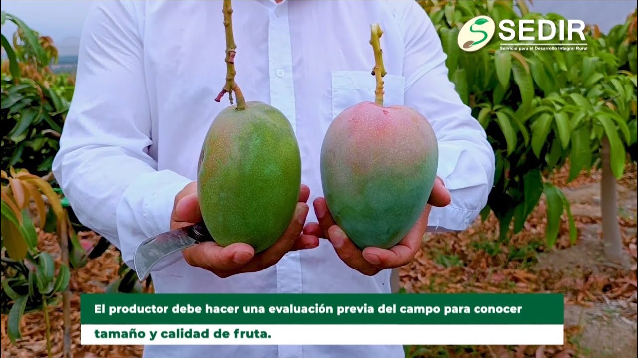 #Sedir I ¿CÓMO SÉ SI EL MANGO ESTÁ LISTO PARA LA COSECHA?