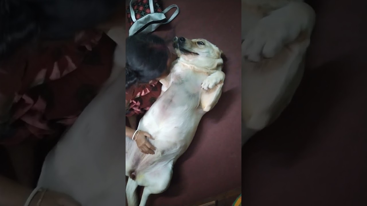 #viralshort#doglover #mumma