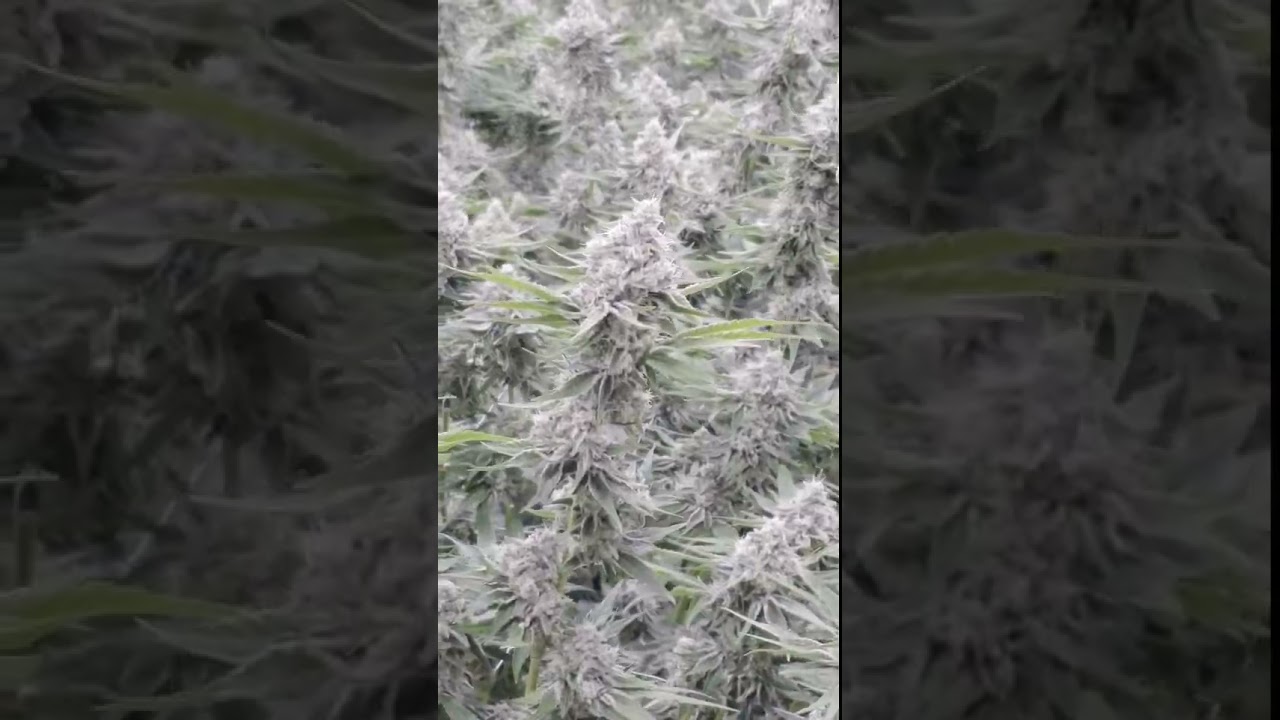 Best LED Grow Light with Adjustable Spectrum | Matrix Vega Dyna 1000W