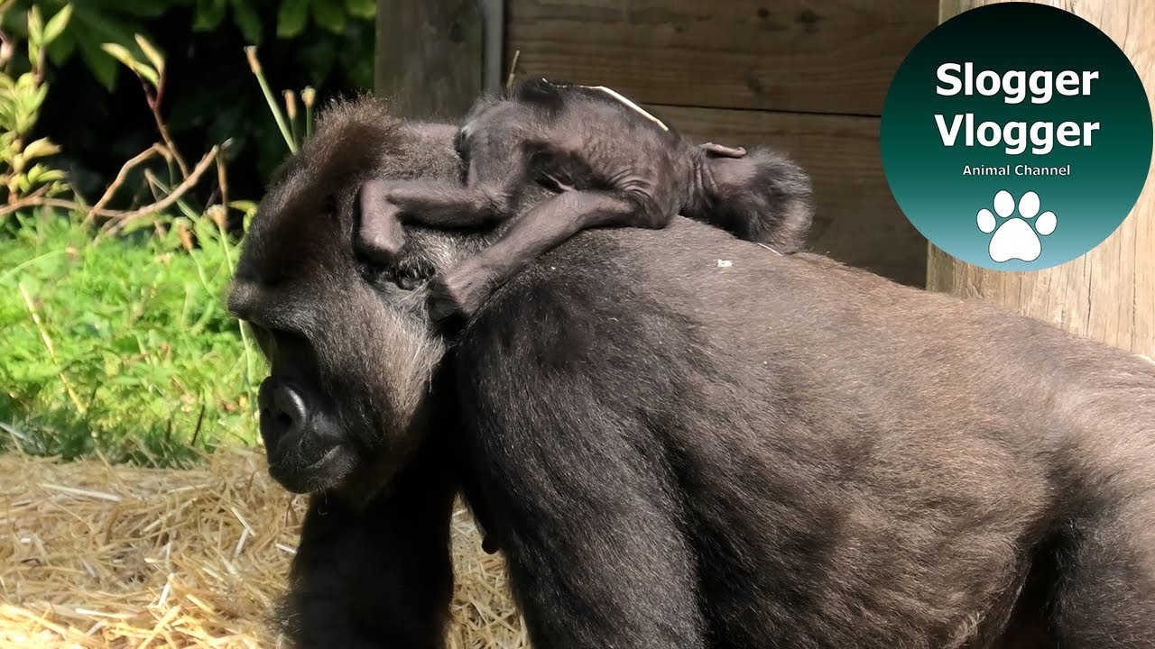 Before And After - Gorilla Baby Hasani With Mum Kala And Surrogate Mum Kera