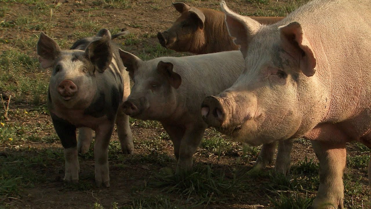 Raising Pork