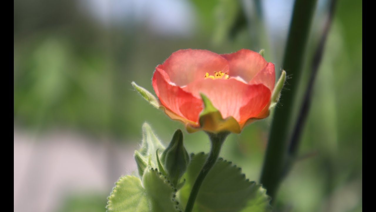 Callianthe pauciflora - Abutilon pauciflorum - Flora argentina - Malvavisco