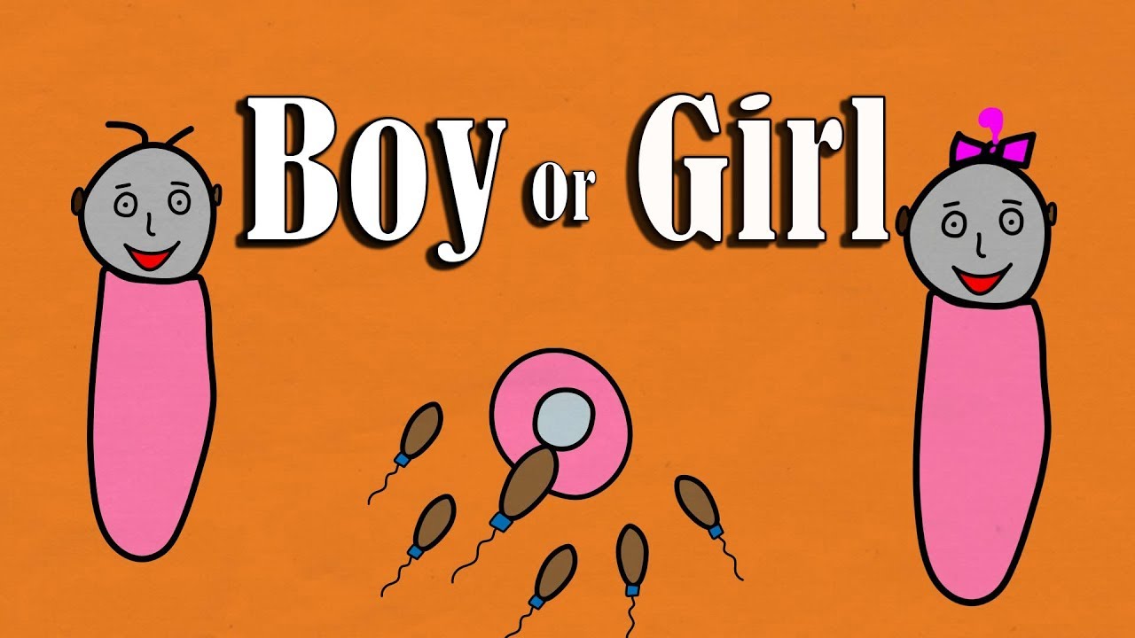 What decides the gender of a baby ?
