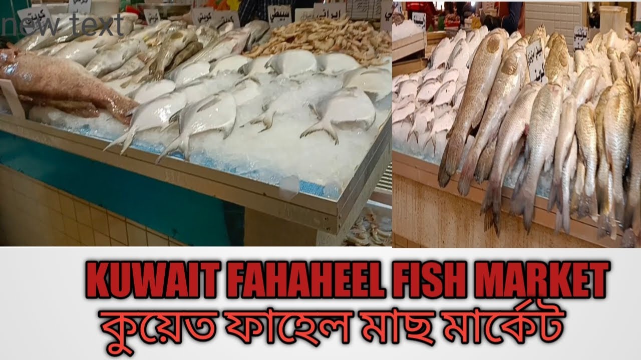 kuwait city || How to big fish || Kuwait fahaheel fish market || কুয়েত মাছ মার্কেট || vlog -2