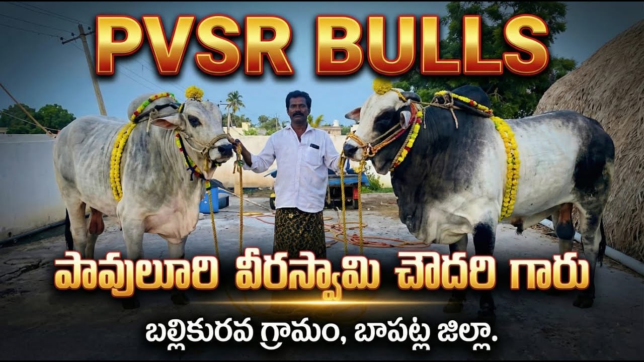 🚩3/2/2026రెంటచింతల సీనియర్స్ 5జత PVSR BULLS పావులూరి వీరస్వామి చౌదరి గారు 1642.03 అడుగులు 