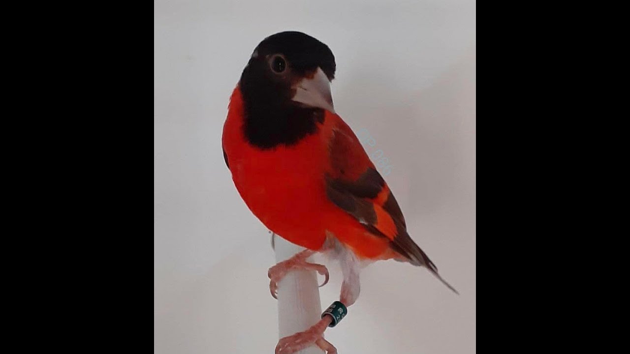 معلومات لانتاج السسكن الفنزويلي  red Siskin
