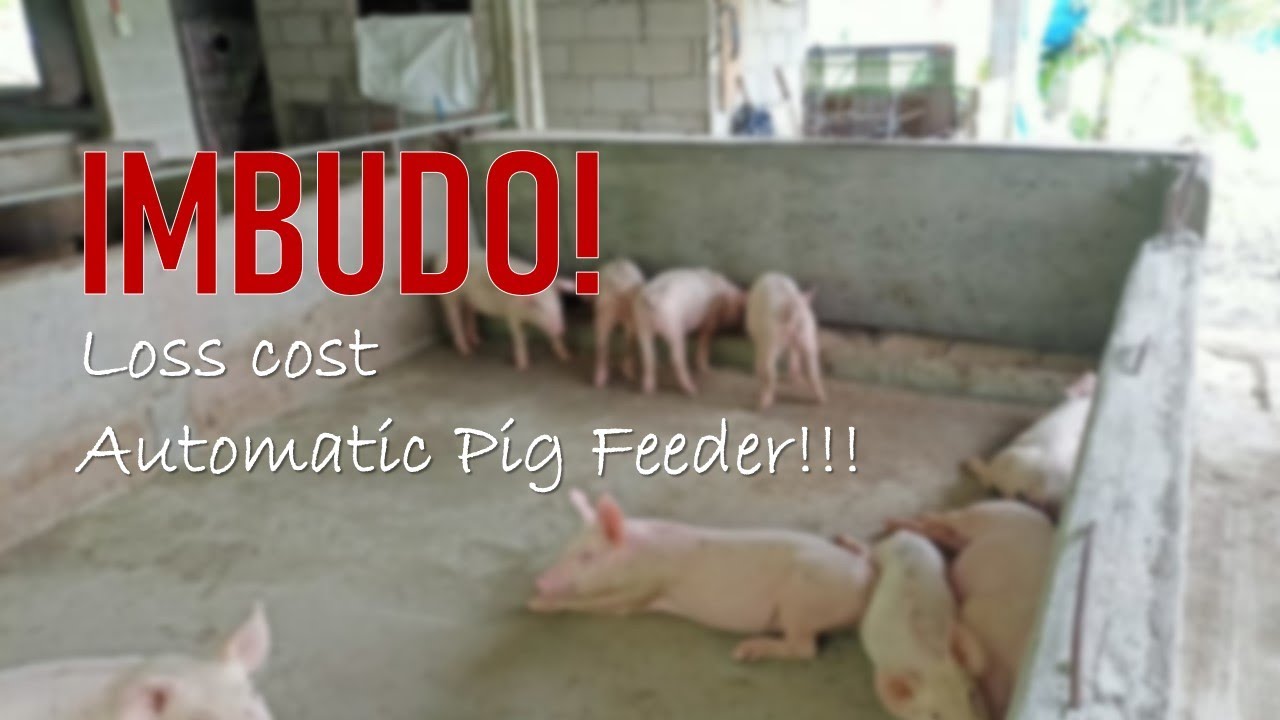 IMBUDO | LOW COST AUTOMATIC PIG FEEDER!