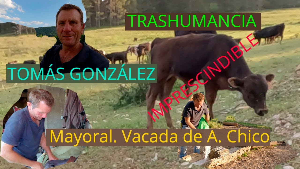 Trashumancia de bravo. Tomás González, Mayoral de la vacada de Alicia Chico