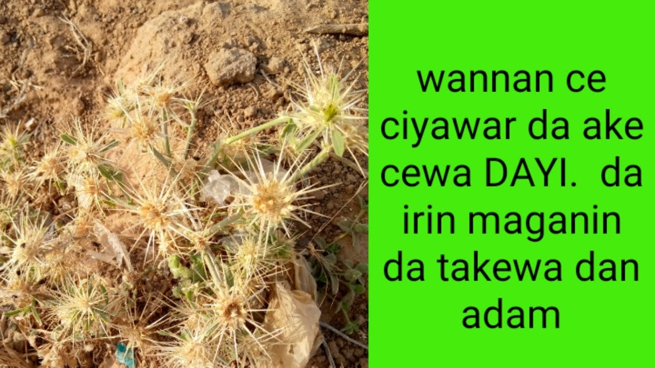 muhimman magunguna dayake cikin ciyawar dayi