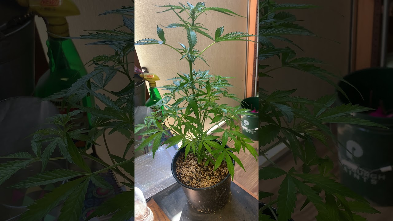 Fem Seed Project feat. Pineapple Zombie (Astral Flower Genetics)