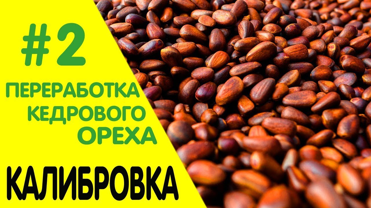 #2 Алтайский высокогорный кедровый орех. Переработка: калибровка ореха