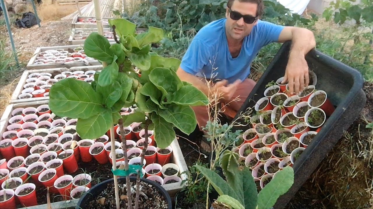 Ep180 - Giving 40 Rootbound Moringa Seedlings Room to Grow